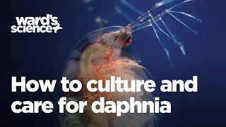 Caring and Culturing for Daphnia [upl. by Rep]