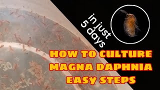 How to Culture Magna Daphnia Easily [upl. by Nallaf875]