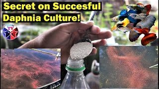 How to Culture Daphnia Successfully [upl. by Kaitlin866]