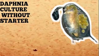 HOW TO CULTURE DAPHNIA NATURALLY WITHOUT A STARTER [upl. by Hadria902]