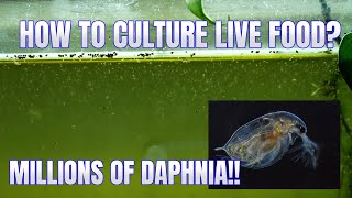 How to Culture Daphnia Secret Method to Breed MILLIONS  Simply Aquatic [upl. by Saiff301]