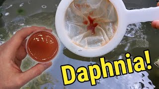 How I Culture Daphnia In Outdoor Tubs [upl. by Mccully]