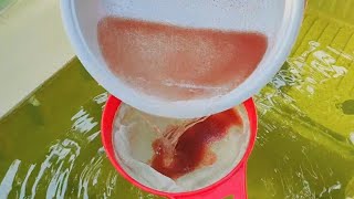 How to culture daphnia  Daphnia culture  How to grow daphnia outdoor [upl. by Imailiv742]