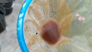 How to culture daphnia moina in a small container Part 1 English Subtitle [upl. by Adnilim]