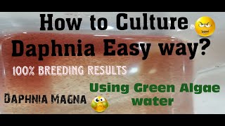 Daphnia MagnaHow to Culture Daphnia Easy wayCulturing Daphnia using Green water Daphnia [upl. by Federica]