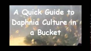 How to culture daphnia outside [upl. by Levey]