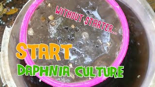 How to culture daphnia moina the easy way 1  Starting the Daphnia culture [upl. by Keese927]