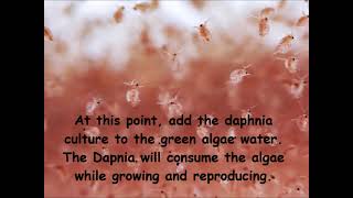 Daphnia  How to grow daphnia in your home [upl. by Monreal786]