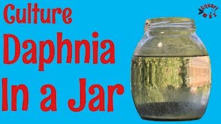 How to Culture Daphnia in a Jar [upl. by Molahs]