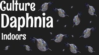 How to Culture Daphnia [upl. by Sondra196]