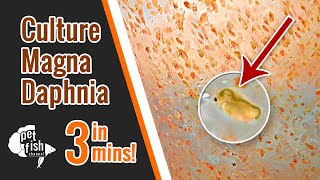 How to culture DAPHNIA MAGNA  The easy way [upl. by Eimarej784]