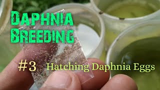 Daphnia Culture made simple and easy 3  Hatching Daphnia eggs [upl. by Aicemed]