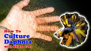 How to Culture Daphnia with ZERO Cost  Unlimited Live Food For Our Fish [upl. by Carla]