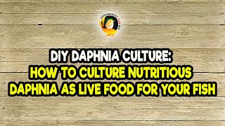 DIY Daphnia Culture How to Culture Nutritious Daphnia as Live Food for Your Fish [upl. by Aikemahs]