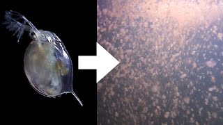 How I Culture Daphnia [upl. by Delsman330]