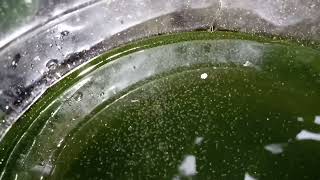 DAPHNIA MOINA CULTURE IN A SMALL BUCKET [upl. by Akeihsal]