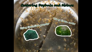 How To Culture Daphnia and Moinas using Green Water Spirulina powder [upl. by Aiz]