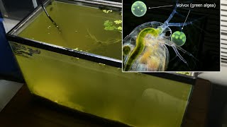 Raising Daphnia for the Freshwater Aquarium [upl. by Carling]