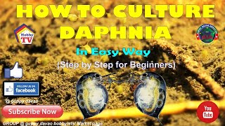 HOW TO CULTURE DAPHNIA In Easy Way [upl. by Alexander]